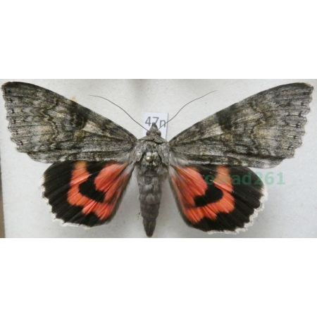 Catocala nupta (Linnaeus, 1767) Wstęgówka pąsówka Poland 71mm47n